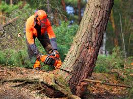 Best Stump Grinding and Removal  in Yorktown Heights, NY