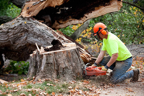 Best Hazardous Tree Removal  in Yorktown Heights, NY
