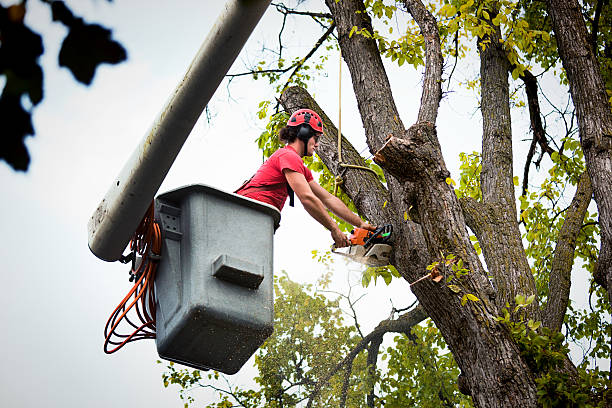  Yorktown Heights, NY Tree Removal Pros