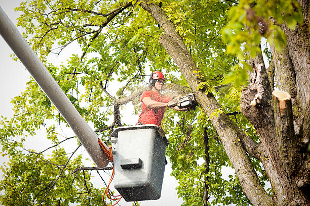 Best Tree Preservation Services  in Yorktown Heights, NY