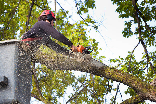 Best Tree Trimming and Pruning  in Yorktown Heights, NY