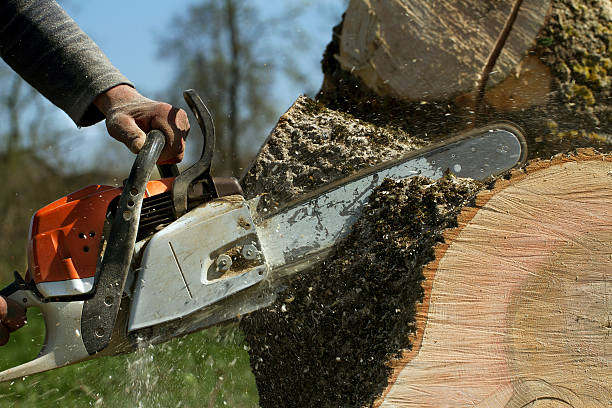 Best Leaf Removal  in Yorktown Heights, NY